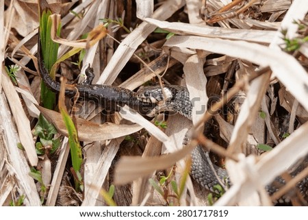 Grass snake devouring a lizard, eating the catch