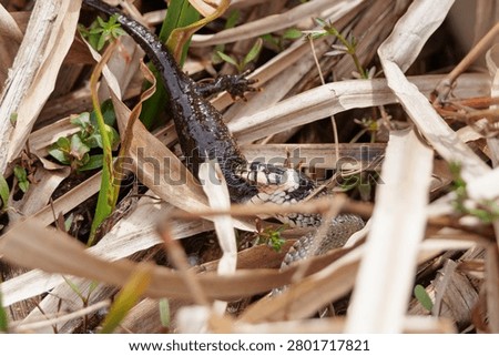 Grass snake devouring a lizard, eating the catch