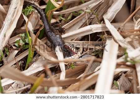 Grass snake devouring a lizard, eating the catch
