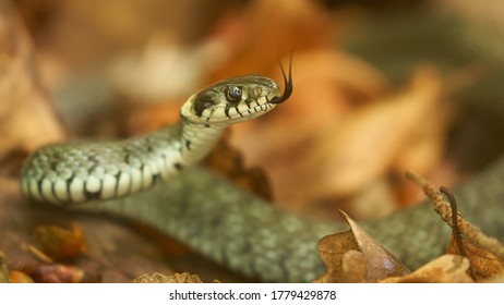 Grass Snake Head Close Up Showing Split Tongue