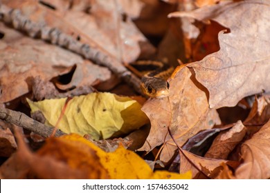 Grass Snake Hiding, Staring At The Camera. Camouflage In The Fall Foliage. Shot In Bromont, Quebec, Canada. 