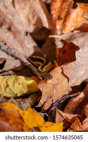 Grass Snake Hiding, Staring At The Camera. Camouflage In The Fall Foliage. Shot In Bromont, Quebec, Canada. 