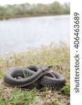 Grass snake (Natrix natrix)