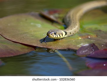 Grass Snake - Natrix Natrix