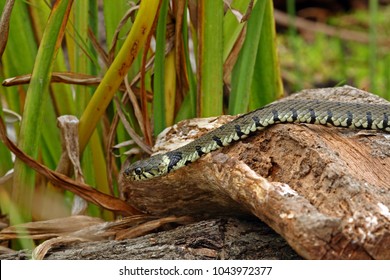 Grass Snake (Natrix Natrix)