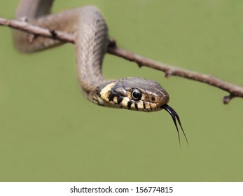 Grass Snake (Natrix Natrix) 