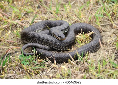 Grass Snake (Natrix Natrix)