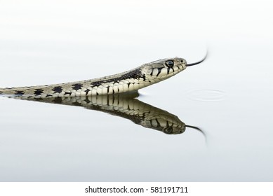 Grass Snake (Natrix Natrix)