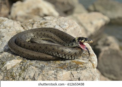 Grass Snake (Natrix Natrix)