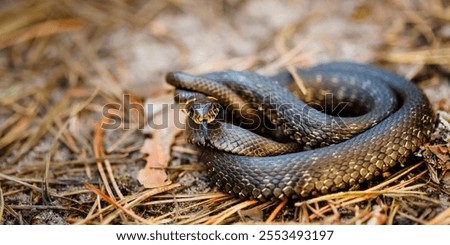 Grass Snake - Natrix Natrix Adder Head Raising Defensiveness In Forest Early Spring.
