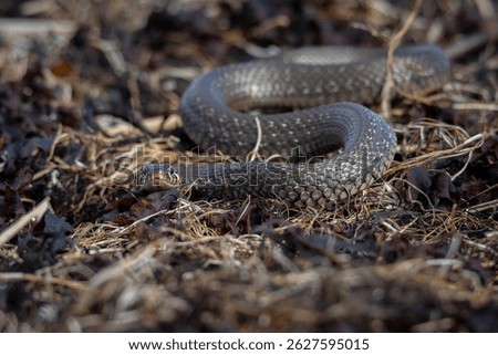Grass Snake Natrix natrix adder head raising defensiveness in forest early spring