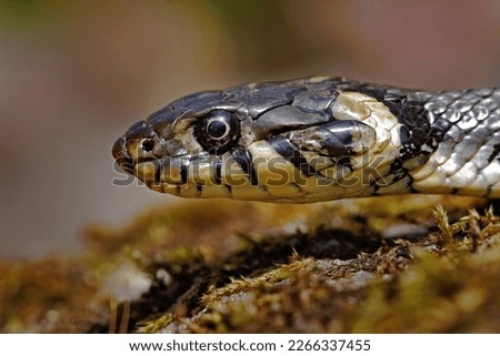 Grass snake, Natrix Natrix, close-up potrait in nature habitat. Viper in Sumava NP, Czech Republic in Europe. Wildlife nature. 