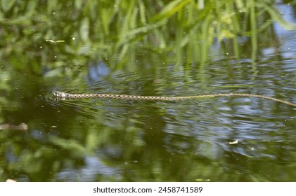 Grass snake, Natrix natrix. A snake floating down the river