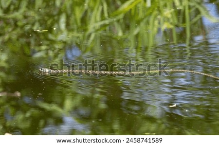 Grass snake, Natrix natrix. A snake floating down the river