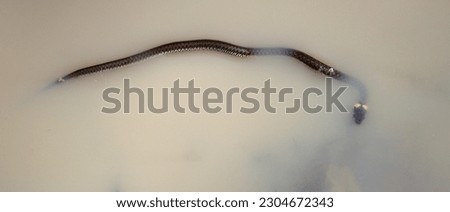 Grass snake (Natrix natrix) in Hungary