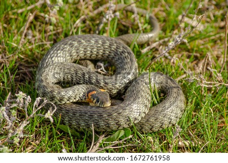 Grass snake (Natrix natrix) lying on the grass