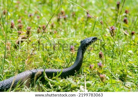 grass snake (Natrix natrix) in nature. grass snake (Natrix natrix), sometimes called the ringed snake or water snake
