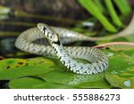Grass snake (Natrix natrix) on pond with water lily leaf. Ringed snake. Water snake. Snake. Reptile. Reptilian.