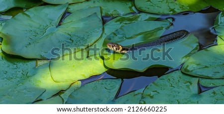 The grass snake (Natrix natrix Persa) ringed or water snake lying on leaves water lily leaves and preys on frogs in garden pond. Close-up of Eurasian non-venomous snake feeds almost exclusively 