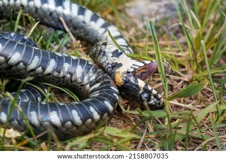 The grass snake (Natrix natrix) pretending to be dead. They pretend to be dead when they can't escape from the enemy. Thus, grass snake  can save his life.