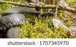 The grass snake (Natrix natrix), sometimes called the ringed snake or water snake, is a Eurasian non-venomous snake. Mating time in spring in the forest.