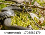 The grass snake (Natrix natrix), sometimes called the ringed snake or water snake, is a Eurasian non-venomous snake. Mating time in spring in the forest.