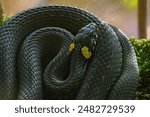 The grass snake (Natrix natrix), sometimes called the ringed snake or water snake, is a Eurasian non-venomous snake. It is often found near water and feeds almost exclusively on amphibians