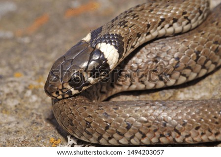 Similar – Image, Stock Photo close up of Vipera ursinii rakosiensis