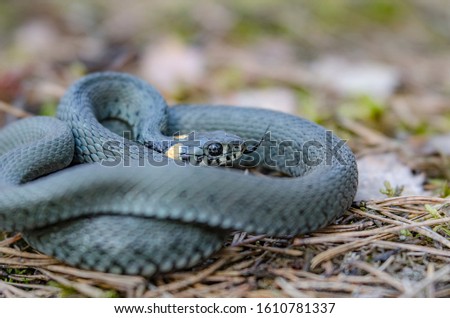 The grass snake (Natrix natrix), sometimes called the ringed snake or water snake, is a Eurasian non-venomous snake. Mating time in spring in the forest.
