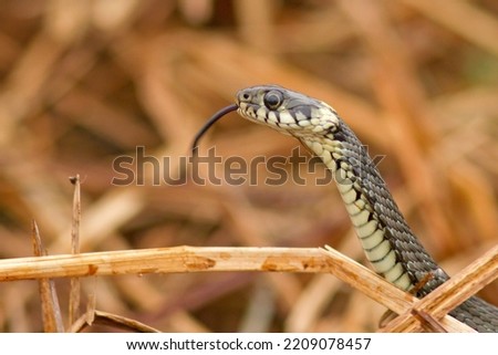 The grass snake (Natrix natrix), sometimes called the ringed snake or water snake, is a Eurasian non-venomous colubrid snake.
