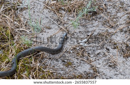 Grass snake on the ground in pine forest
