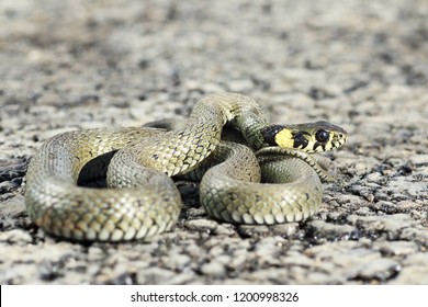 grass snake ready to attack ( Natrix natrix, nonvenomous eurpopean reptile )