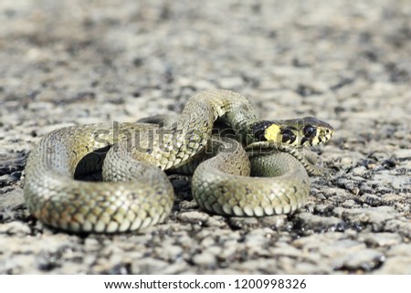 grass snake ready to attack ( Natrix natrix, nonvenomous eurpopean reptile )