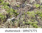 Grass snake or ringed snake or Natrix natrix on the ground in spring