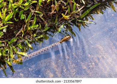 Grass Snake, ringed snake, water snake, Eurasian, non-venomous, colubrid snake, In the water, head sticking out