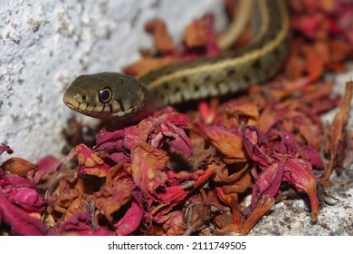 The grass snake, ringed snake, or water snake (Natrix natrix persa) striped subspecies of a common snake on red petals in an urban area