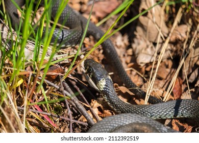 Grass Snake Slithering On Ground Stock Photo 2112392519 | Shutterstock