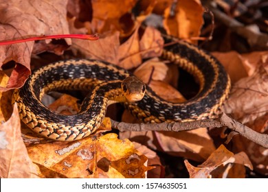 Grass Snake Staring At The Camera, Ready To Attack And Bite. Camouflage In The Fall Foliage. Shot In Bromont, Quebec, Canada. 