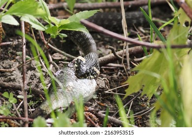 Grass Snake Strike. Grass Snake Eats Fish. Wildlife Of Europe