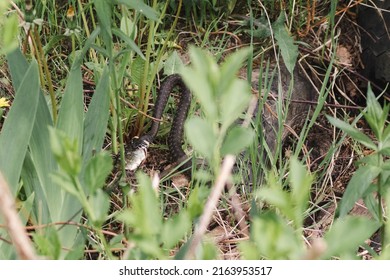 Grass Snake Strike. Grass Snake Eats Fish. Wildlife Of Europe