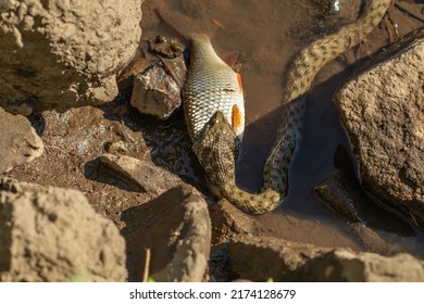 Grass Snake Strike. Grass Snake Eats Fish. Wildlife Of Europe