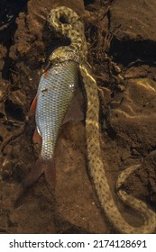 Grass Snake Strike. Grass Snake Eats Fish. Wildlife Of Europe