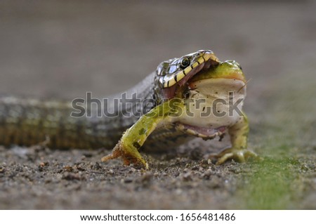 Grass Snake swallowing a frog