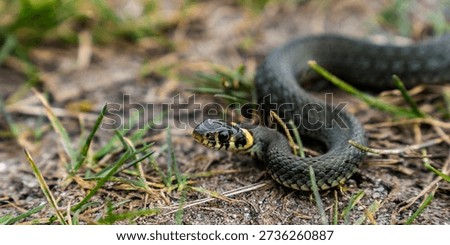 A grass snake warms itself in the sun on a spring day.