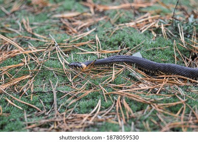 Grass Snake In The Wild, Rolls Up When It Senses Danger. The Color Of The Snake Skin Is Determined By Its Habitat, And It Uses The Tongue As A Sense Of Smell.