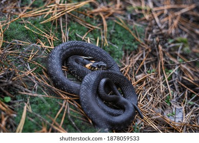 Grass Snake In The Wild, Rolls Up When It Senses Danger. The Color Of The Snake Skin Is Determined By Its Habitat, And It Uses The Tongue As A Sense Of Smell.