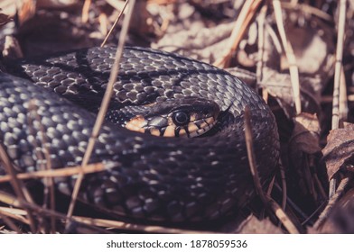 Grass Snake In The Wild, Rolls Up When It Senses Danger. The Color Of The Snake Skin Is Determined By Its Habitat, And It Uses The Tongue As A Sense Of Smell.