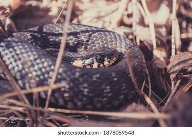 Grass Snake In The Wild, Rolls Up When It Senses Danger. The Color Of The Snake Skin Is Determined By Its Habitat, And It Uses The Tongue As A Sense Of Smell.