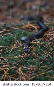 Grass Snake In The Wild, Rolls Up When It Senses Danger. The Color Of The Snake Skin Is Determined By Its Habitat, And It Uses The Tongue As A Sense Of Smell.