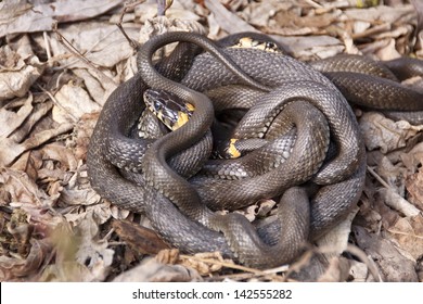 Grass Snakes In The Mating Season.